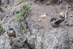 Hirondelle à ventre brun
- Brown-bellied Swallow