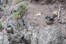 Hirondelle à ventre brun
- Brown-bellied Swallow