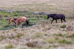 Chevaux suvages