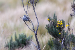 Haplospize gris-de-plomb
- Plumbeous Sierra Finch
