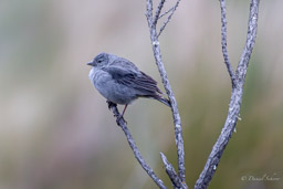 Haplospize gris-de-plomb
- Plumbeous Sierra Finch