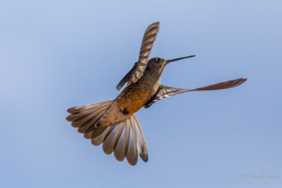 Colibri géant
- Giant Hummingbird