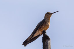 Colibri géant
- Giant Hummingbird