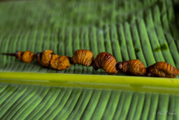 ver de palmier palm worm