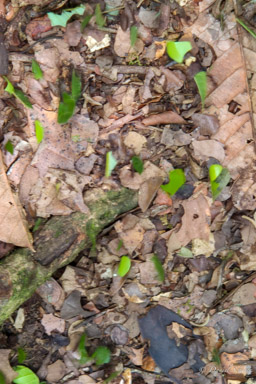 fourmis coupe feuilles