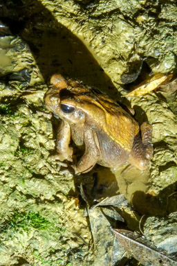 Crapaud de Leschenault