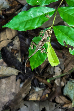 Anolis scypheus