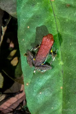 Ameerega bilinguis