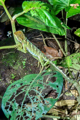 Enyalioides laticeps