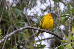 Sicale bouton-d'or
 Sicalis flaveola - Saffron Finch