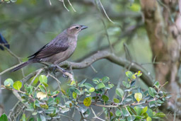 Vacher luisant
 Molothrus bonariensis - Shiny Cowbird ♀