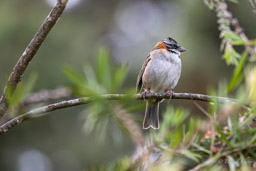 Bruant chingolo
 Zonotrichia capensis - Rufous-collared Sparrow