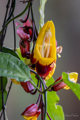 Liane de Mysore(Thunbergia mysorensis)