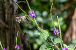 Colibri moucheté
 Adelomyia melanogenys - Speckled Hummingbird