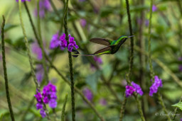 Haut-de-chausses du Pérou
 Ocreatus peruanus - Peruvian Racket-tail