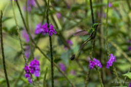 Haut-de-chausses du Pérou
 Ocreatus peruanus - Peruvian Racket-tail