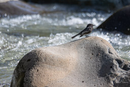 Moucherolle noir
 Sayornis nigricans - Black Phoebe