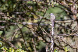 Tyran mélancolique
 Tyrannus melancholicus - Tropical Kingbird