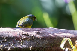 Organiste à ventre orange
 Euphonia xanthogaster - Orange-bellied Euphonia ♀