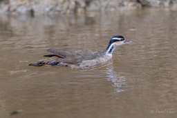 Grébifoulque d'Amérique
 Heliornis fulica - Sungrebe