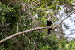 Anhinga d'Amérique
 Anhinga anhinga - Anhinga