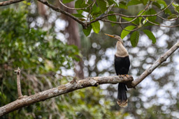 Anhinga d'Amérique
 Anhinga anhinga - Anhinga
