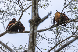 Singe hurleur roux - Alouatta seniculus - Purus Red Howler Monkey