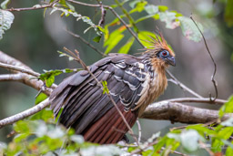 Hoazin huppé
 Opisthocomus hoazin - Hoatzin