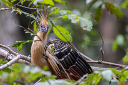 Hoazin huppé
 Opisthocomus hoazin - Hoatzin