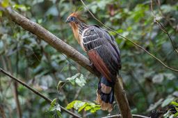 Hoazin huppé
 Opisthocomus hoazin - Hoatzin
