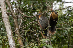 Hoazin huppé
 Opisthocomus hoazin - Hoatzin