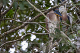 Savacou huppé
 Cochlearius cochlearius - Boat-billed Heron