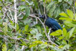 Ani des palétuviers
 Crotophaga major - Greater Ani