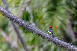 Paroare rougecap
 Paroaria gularis - Red-capped Cardinal