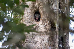 Porc-épic du Brésil - Coendou longicaudatus - Long-tailed Porcupine