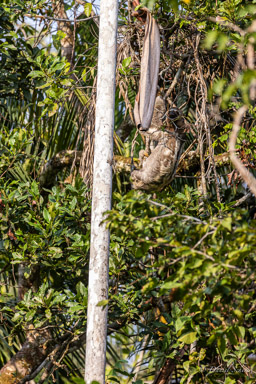 Paresseux à gorge brune - Bradypus variegatus - Brown-throated sloth