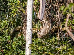 Paresseux à gorge brune - Bradypus variegatus - Brown-throated sloth
