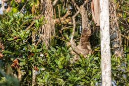 Paresseux à gorge brune - Bradypus variegatus - Brown-throated sloth