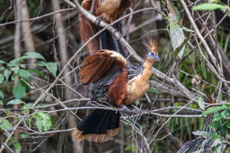 Hoazin huppé
 Opisthocomus hoazin - Hoatzin