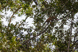 Saîmiri commun (Singe écureuil) - Saimiri cassiquiarensis - Humboldt's squirrel monkey