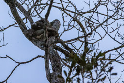 Paresseux à gorge brune - Bradypus variegatus - Brown-throated sloth