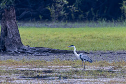 Héron cocoi
 Ardea cocoi - Cocoi Heron
