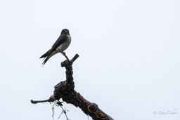 Hirondelle chalybée
 Progne chalybea - Grey-breasted Martin