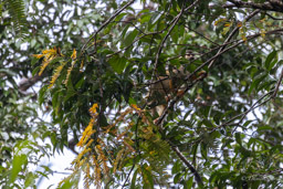 Saîmiri commun (Singe écureuil) - Saimiri cassiquiarensis - Humboldt's squirrel monkey