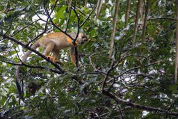 Saîmiri commun (Singe écureuil) - Saimiri cassiquiarensis - Humboldt's squirrel monkey