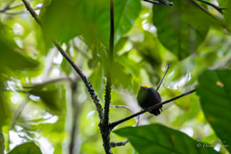 Manakin à tête d'or
 Ceratopipra erythrocephala - Golden-headed Manakin