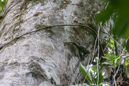Marmoset (Ouistiti pygmée)