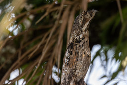 Ibijau à longue queue
 Nyctibius aethereus - Long-tailed Potoo (adulte)