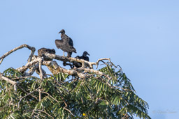 Urubu noir
 Coragyps atratus - Black Vulture