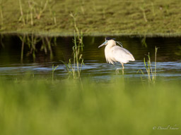 Héron coiffé
 Pilherodius pileatus - Capped Heron